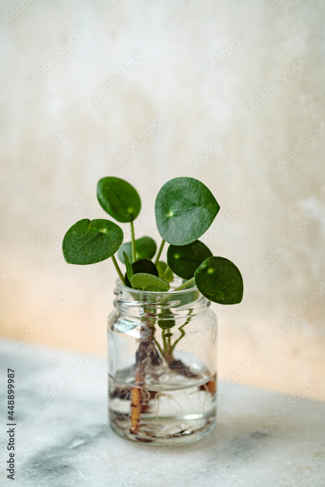 Baby Pilea Baby Pilea