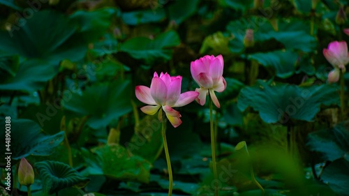 pink water lily