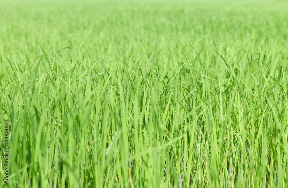 Rice seedlings in the Rice fields Rice seedlings in the Rice fields
