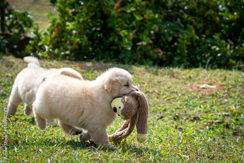 Goldem retriver brincando em gramado photo