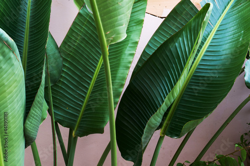 Close-up cute tropical plant leaves background, outdoor balcony photo