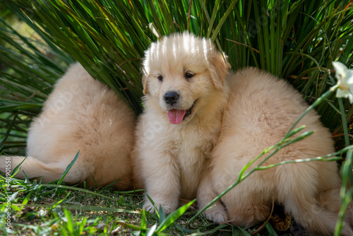 Filhote de golden retriever correndo em gramado verde