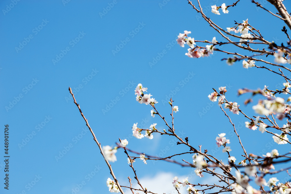 Sakura flower blooming on blue sky background. Sakura flower blooming on blue sky background.