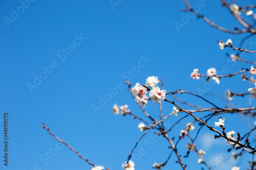 Sakura flower blooming on blue sky background.