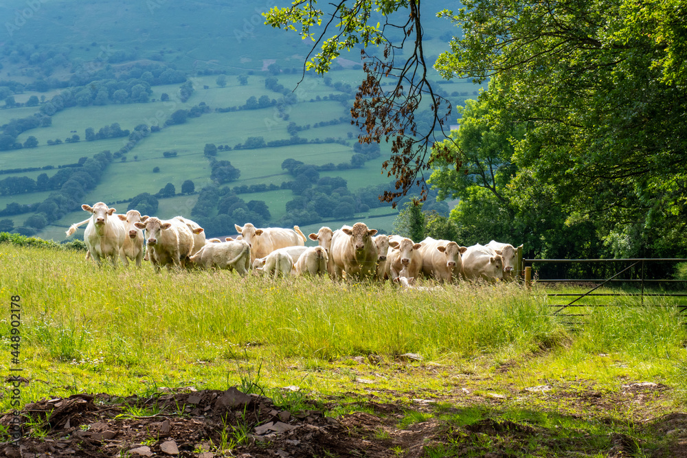 A herd of white cows on a hillside in the English countryside A herd of white cows on a hillside in the English countryside