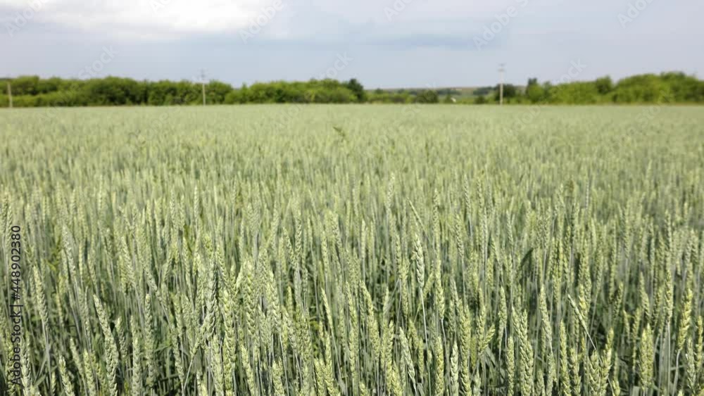 Golden yellow green spikelets of ripe wheat in field on blue sky background. Panoramic view of beautiful rural landscape, selective focus. High quality photo Golden yellow green spikelets of ripe wheat in field on blue sky background. Panoramic view of beautiful rural landscape, selective focus. High quality photo