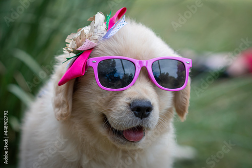 goldem retiver filhote com óculos rosa © Leandro