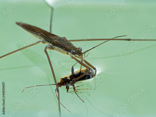 Obraz na plátne P7200016  water strider feeding on captured prey, Gerridae, cECP 2021