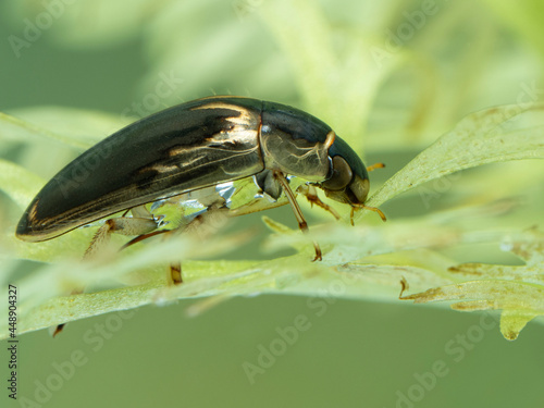P7110086 water scavenger beetle, Tropisternus lateralis, on aquatic plant, side view. Delta, British Columbia, Canada cECP 2021