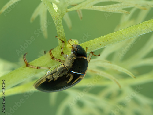 Obraz na plátně P7110096 water scavenger beetle, Tropisternus lateralis, upside-down underwater on an aquatic plant
