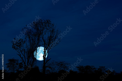 Full Crow Moon and silhouette tree in the field and night sky photo