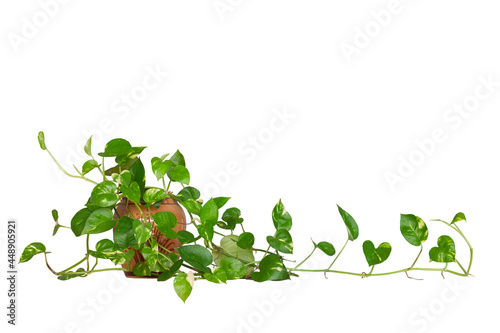 Epipremnum aureum or golden pothos in pot isolated on white background included clipping path.