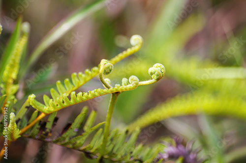 Beautiful close up view of fresh wild fern plantation bud in spiral form with shallow depth of field and blur forest background