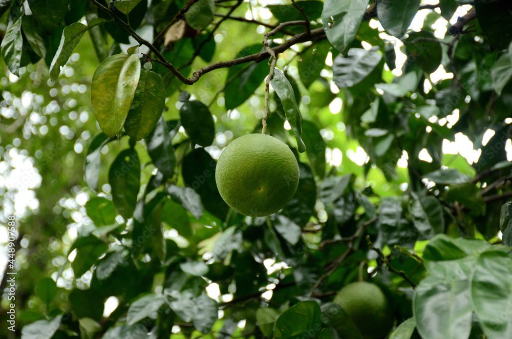 closeup the green ripe grapefruit with leaves and branch over out of focus green brown background. closeup the green ripe grapefruit with leaves and branch over out of focus green brown background.