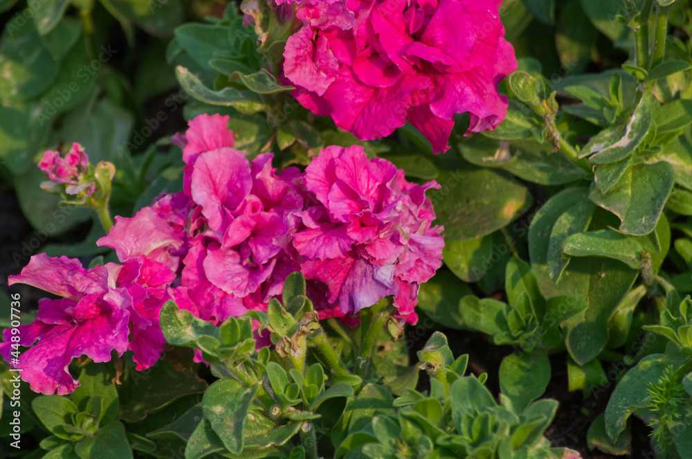 Pink Flowers in the Garden