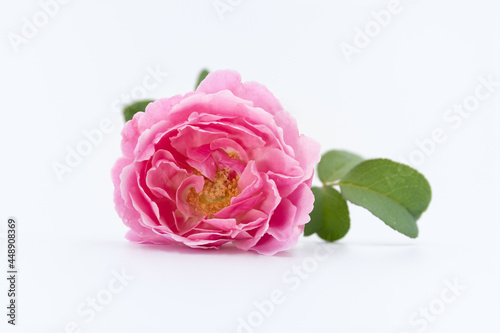 Pink roses placed on a white floor and white background.