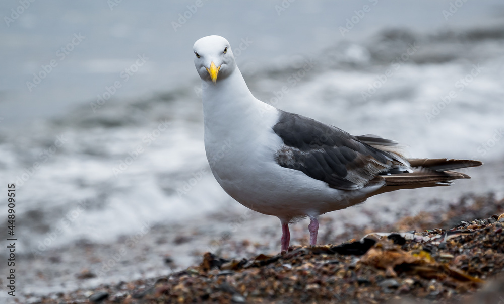 Seagull, Seagull portrait. Close up view of white bird seagull Seagull, Seagull portrait. Close up view of white bird seagull