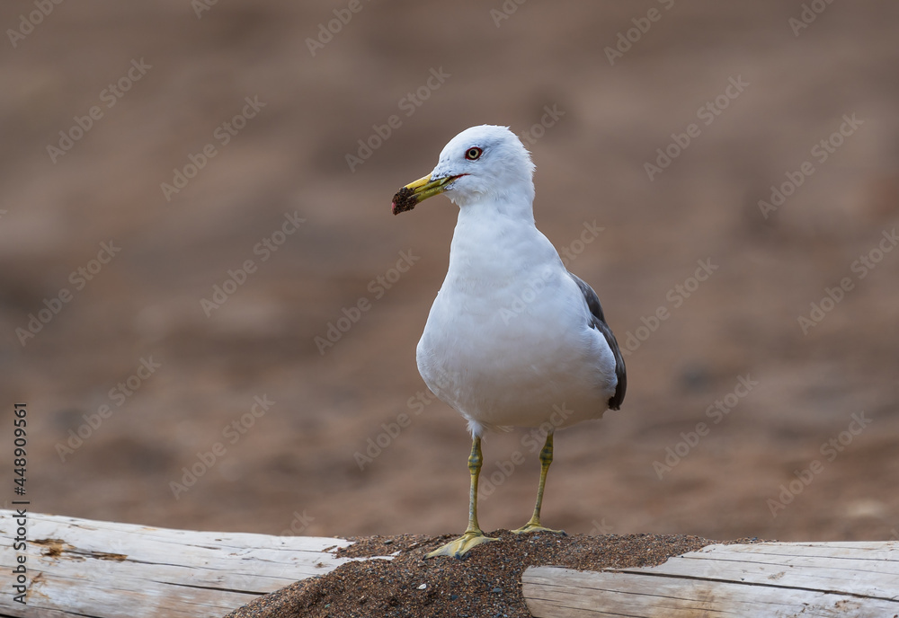 Fototapeta premium Seagull bird standing feet on sea beach. Close up view of white gray bird seagull sitting in sea rock beach. Wild seagull natural 