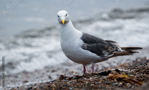 Seagull  Seagull portrait. Close up view of white bird seagull