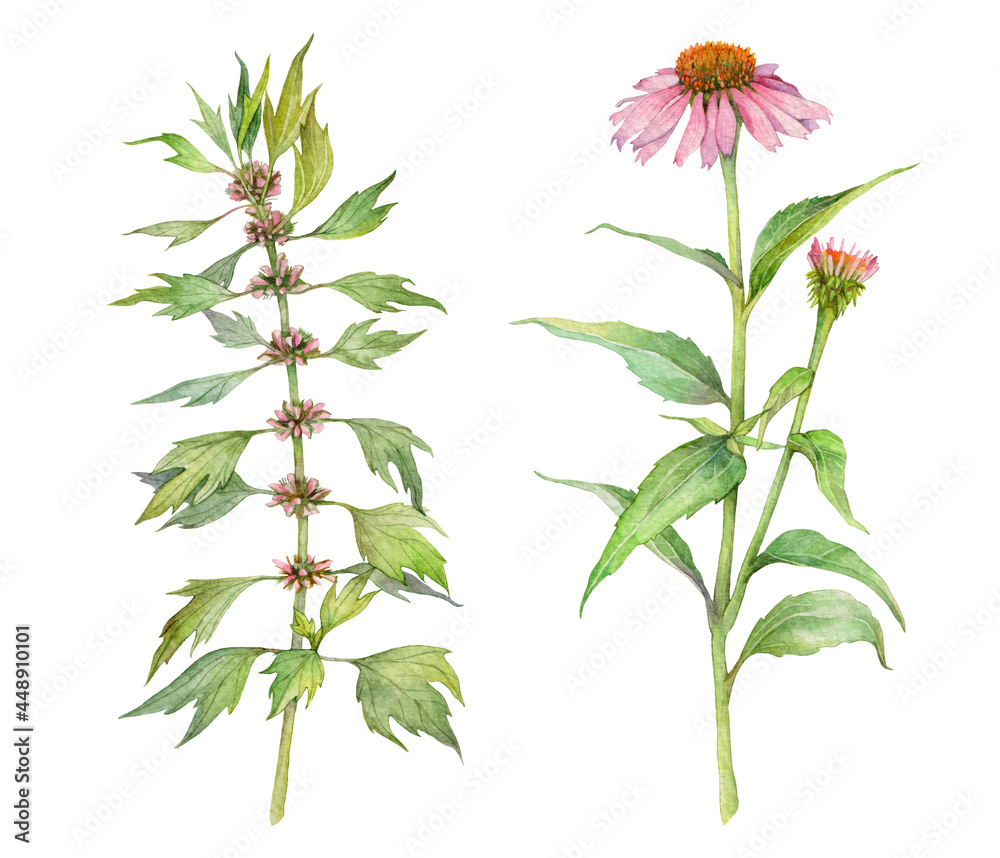 Watercolor medicinal herb leonurus cardiaca or motherwort isolated and echinacea purpurea or coneflower on white background. Hand drawn painting illustration.