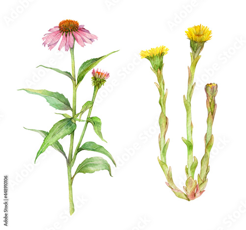 Watercolor medicinal herb echinacea purpurea or coneflower and coltsfoot or tussilago farfara on white background. Hand drawn painting illustration. photo