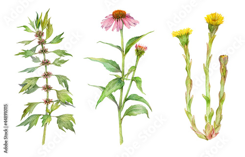Watercolor medicinal herb set: leonurus cardiaca or motherwort isolated, coltsfoot or tussilago farfara and echinacea purpurea or coneflower on white background. Hand drawn painting illustration.