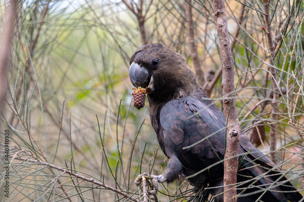 Glossy Black Cockatoo eating in a tree.