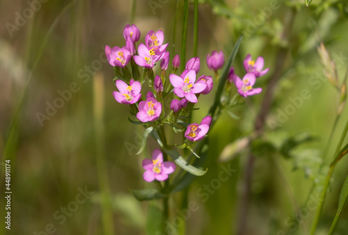Closeup shot of blooming Common centaury flowers