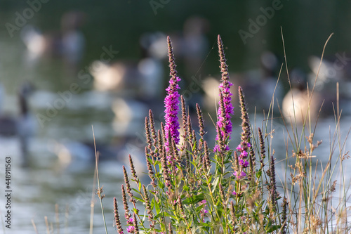 Closeup of Purple loosestrife. Plants with small violet flowers. Lythrum salicaria. photo