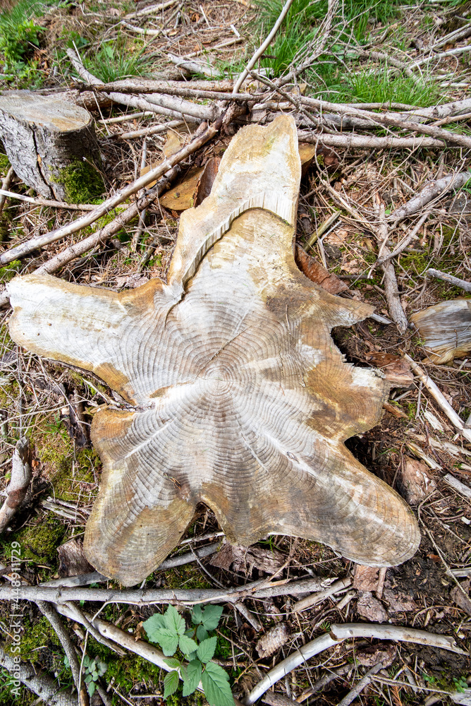 log of wood cut on the ground - work of the lumberjack, courting in the shape of a star. log of wood cut on the ground - work of the lumberjack, courting in the shape of a star.