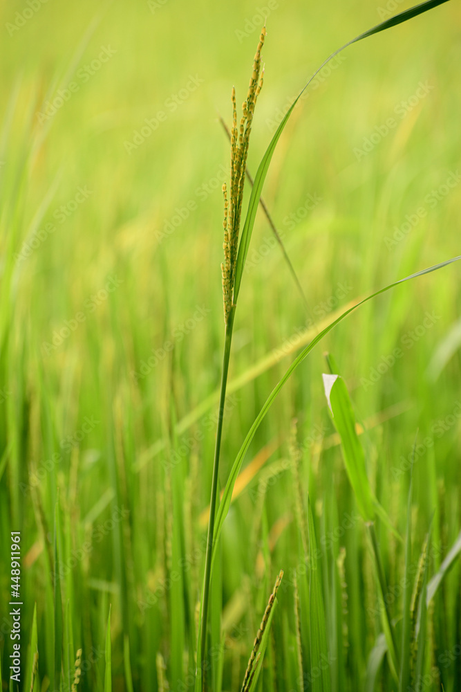 Ear of paddy closeup against soft bright lush paddy field in the evening.