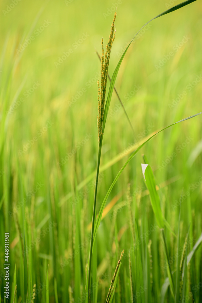 Ear of paddy closeup against soft bright lush paddy field in the evening. Ear of paddy closeup against soft bright lush paddy field in the evening.
