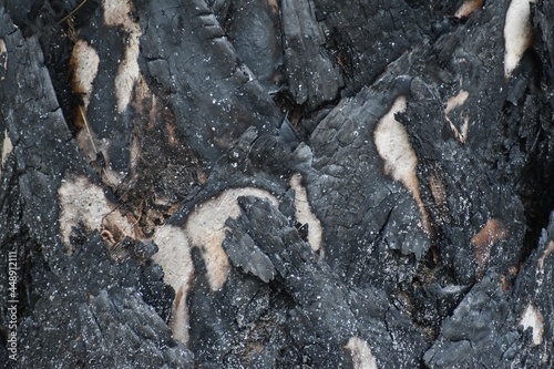 scorched palm tree trunk in forest