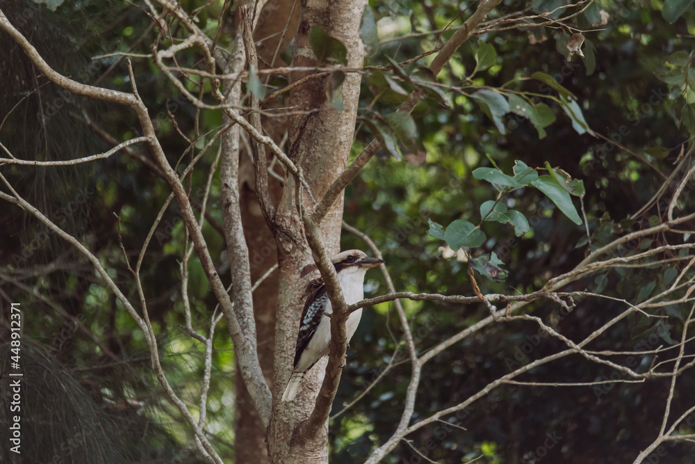 Laughing Kookaburra sitting in a tree. Laughing Kookaburra sitting in a tree.