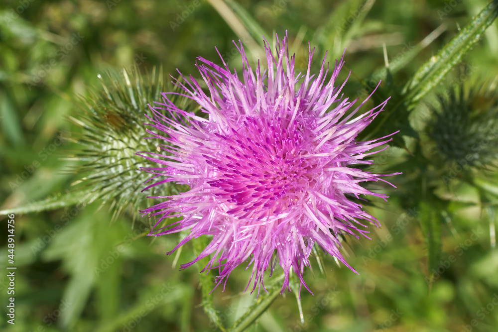 Silybum marianum or also milk thistle. The closeup view of the blooming blossom. Also known as cardus marianus, blessed milkthistle, Marian thistle, , Saint Mary's thistle. Flat lay, top down view. Silybum marianum or also milk thistle. The closeup view of the blooming blossom. Also known as cardus marianus, blessed milkthistle, Marian thistle, , Saint Mary's thistle. Flat lay, top down view.