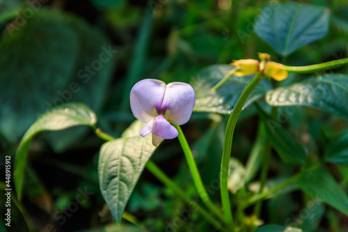 Beautiful purple cowpea (Vigna unguiculata) flower blooming in the garden photo
