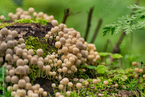 Scattered dung beetle, a mushroom of the Psatirella family, previously belonged to the dung family. Inedible due to the small size of the caps containing very little pulp. photo