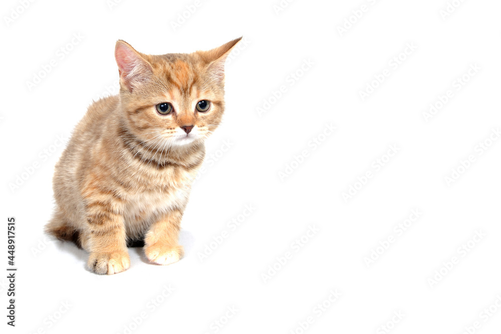 ginger striped purebred cat sitting on white isolated background