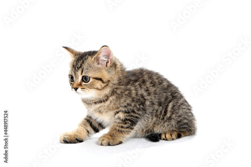 tabby purebred kitten sits on a white isolated background