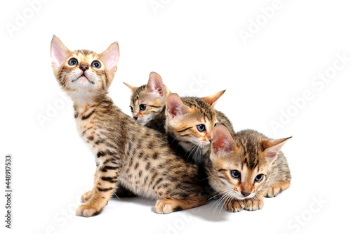 four purebred kittens sit on a white isolated background