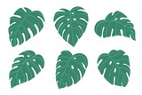 set of palm trees, monstera leaves vector illustration