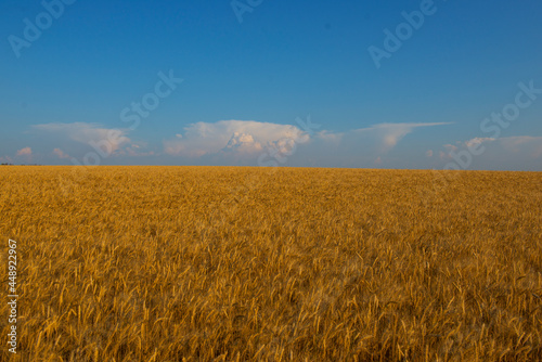 Golden wheat field  blue sky symbolizes the flag of the country Ukraine