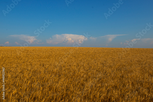Golden wheat field, blue sky symbolizes the flag of the country Ukraine