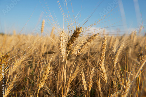 Wheat field. Foreground Spikelet in focus blurred background. Blue sky.