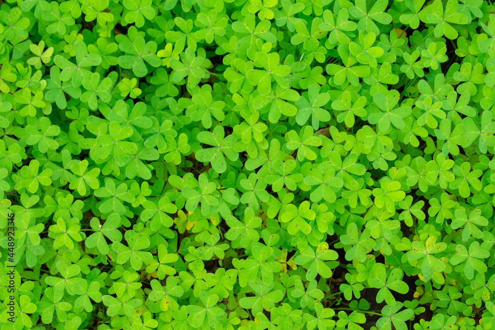 Green clover field. Clover background. Summer plants. Plant pattern. Green clover field. Clover background. Summer plants. Plant pattern.