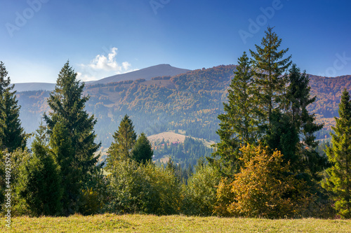 landscape with coniferous forest on the hill. beautiful nature scenery on a bright sunny morning. wonderful carpathian mountain landscape in autumn with clouds on the sky