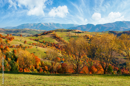 countryside autumn landscape. beautiful rural scenery in afternoon. trees in colorful foliage on green grassy hills. sunny weather with fluffy clouds on the blue sky