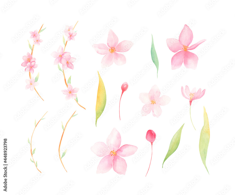Watercolor Sakura blossom flowers set isolated on white background. Pink spring flowers floral collection.