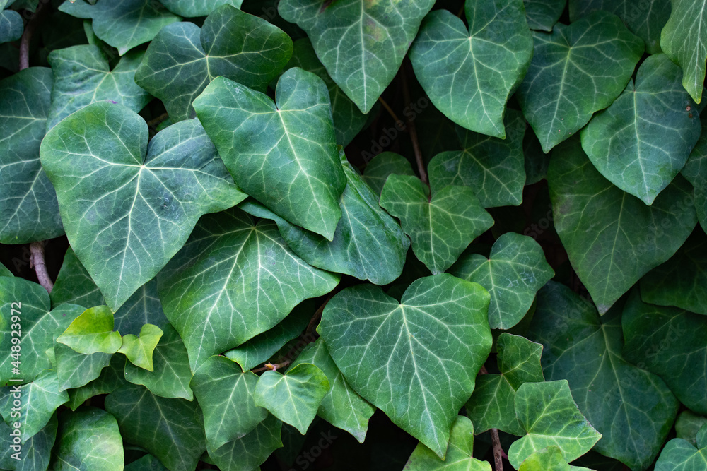 Green ivy leaves with light veins.