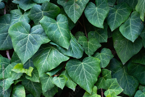 Green ivy leaves with light veins.